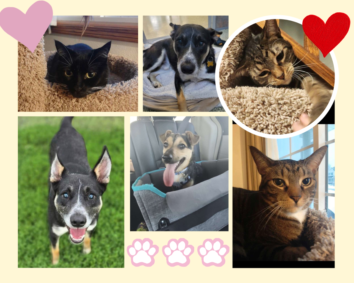 A collage of pets owned by The Talon staff. All pets are rescues from various midwestern shelters, highlighting the long-lasting impact of animal shelters. Graphic made by Mili Lopez using Canva. 